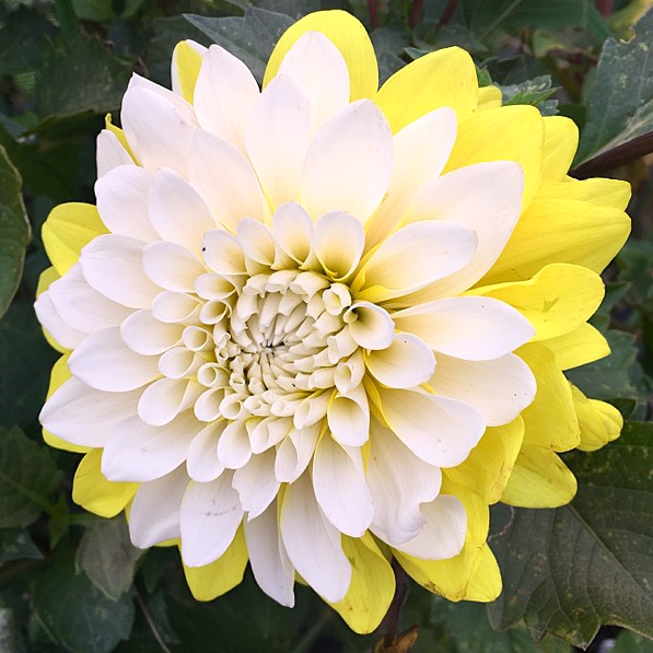 Dahlia Mr Bojangles